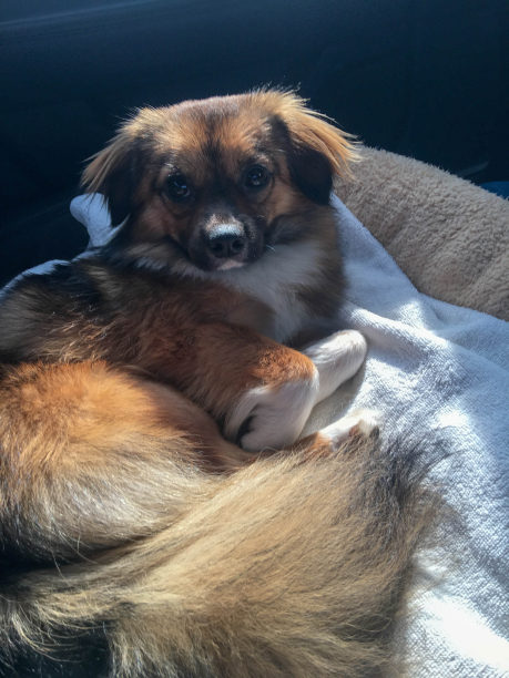 快乐健康可爱的小狗在他的狗床上休息。可爱的狗狗图片。Huay杨,泰国。图片下载