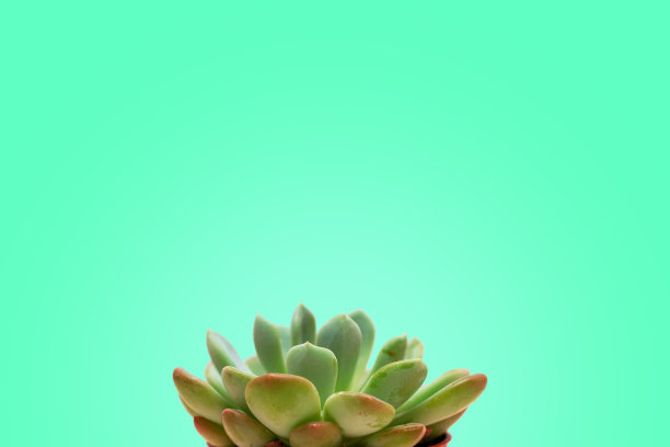 在绿薄荷背景上分离的肉质图片下载