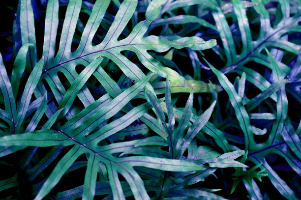 蕨类植物叶片的不同抽象颜色-背景图片下载