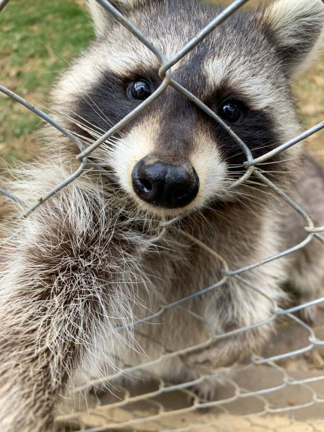 可爱的圈养浣熊(Procyon lotor)玩相机图片下载