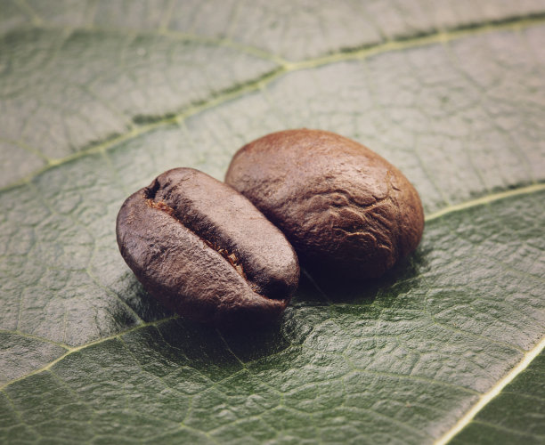 叶子上的咖啡豆。图片下载