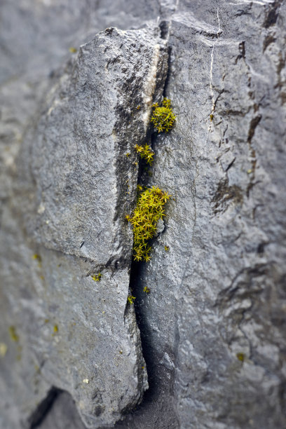 小的绿色植物生长在开裂的石墙上图片下载