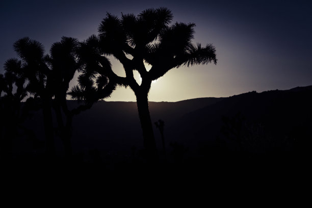 约书亚树国家公园，美国:日落时树木的剪影，几乎是黑暗的。图片下载