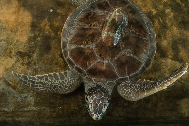 在康复中心的乌龟。海龟在游泳池里游泳。图片下载