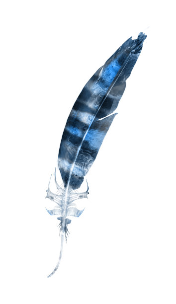 水彩羽毛，孤立在白色背景上图片下载