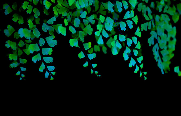 不同的抽象颜色的蕨类植物叶片与黑色的背景图片下载