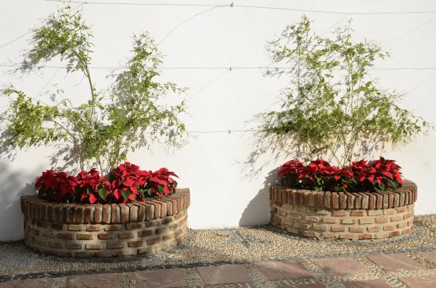 圣诞节的红色的花图片下载