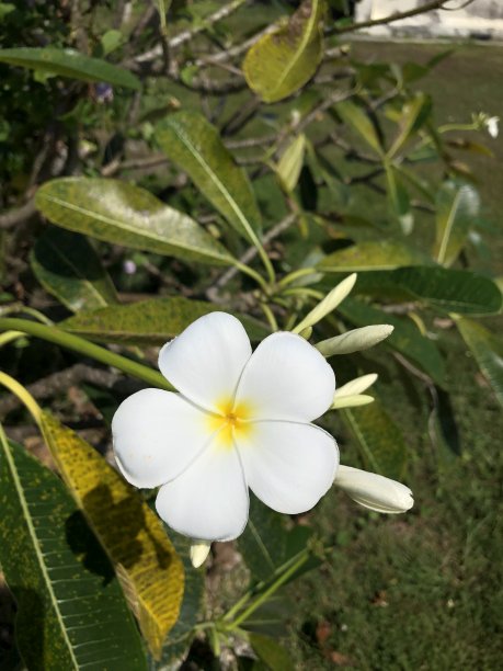 泰国热带奇异花卉图片图片下载