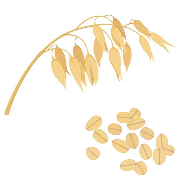 燕麦插图、燕麦片、燕麦穗。股票矢量孤立在白色背景。健康食品的设计。图片下载