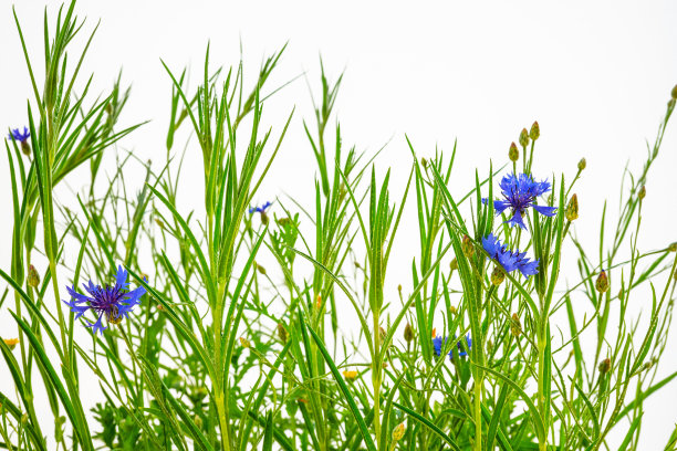 白色背景上的野矢车菊草地图片下载