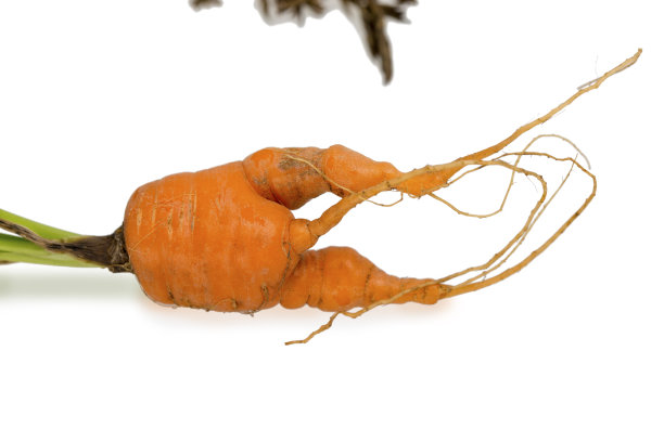 胡萝卜。图片下载