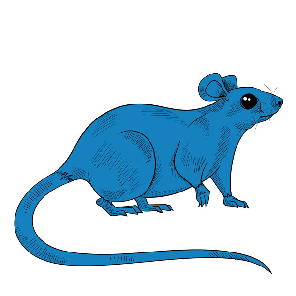 国内老鼠草图。图片下载