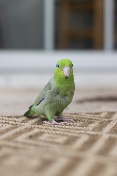 绿色鹦鹉栖息在褐色图案的地毯上图片下载