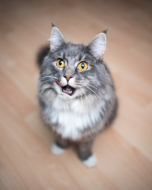 可爱的缅因猫图片下载