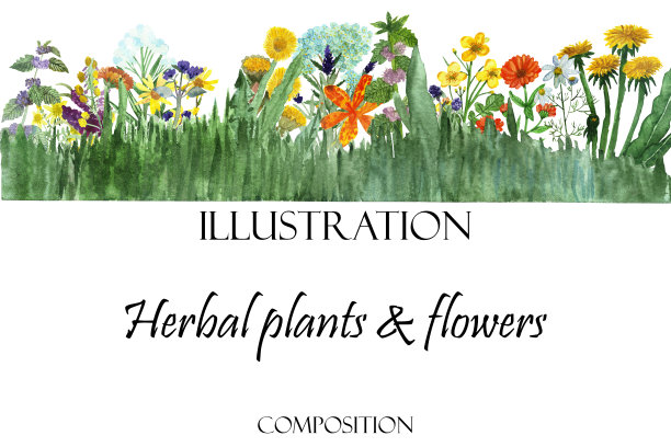 水彩手绘自然草本植物组成与绿色的草，叶和树枝，黄色的蒲公英，橙色金盏花，蓍草和茉莉在白色的背景与文字图片下载