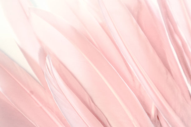 美丽抽象多彩的白紫色蓝和浅橙色羽毛在多彩的背景和柔软的白色粉红色羽毛纹理在白色图案图片下载