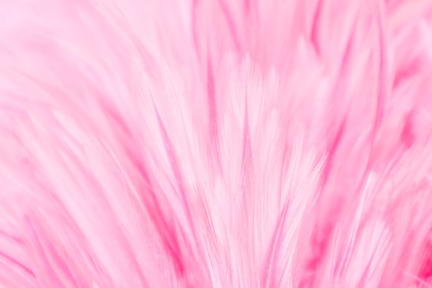 美丽抽象多彩的白色和紫色羽毛在黑暗的背景和柔软的白色粉红色羽毛纹理在白色图案图片下载