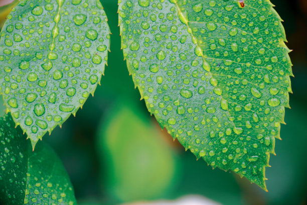 夏日清晨绿叶上的露珠图片下载