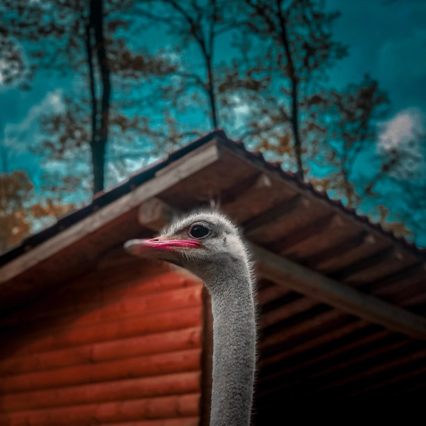常见的鸵鸟图片下载