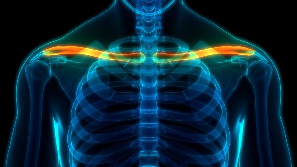 人类骨骼系统锁骨解剖学图片下载