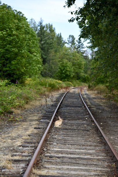 兔子在铁轨上图片下载