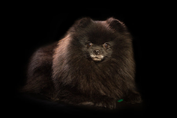 黑色博美犬的肖像图片下载