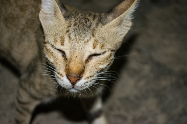 年轻的家猫女性肖像近距离图片下载