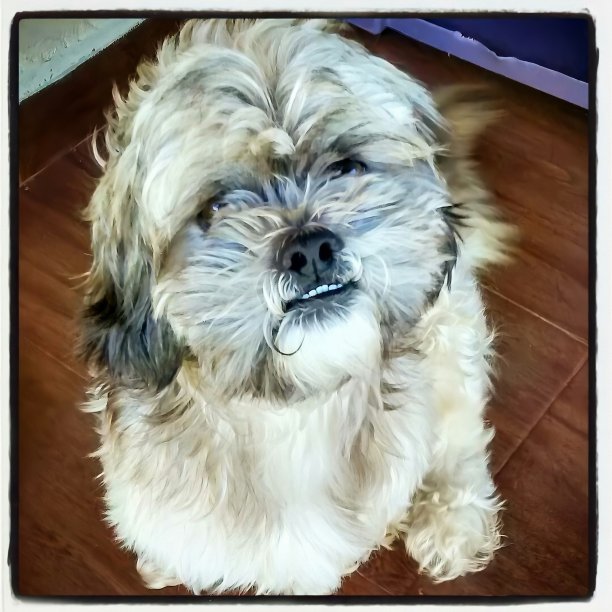 一个年轻的拉萨阿普索图片下载