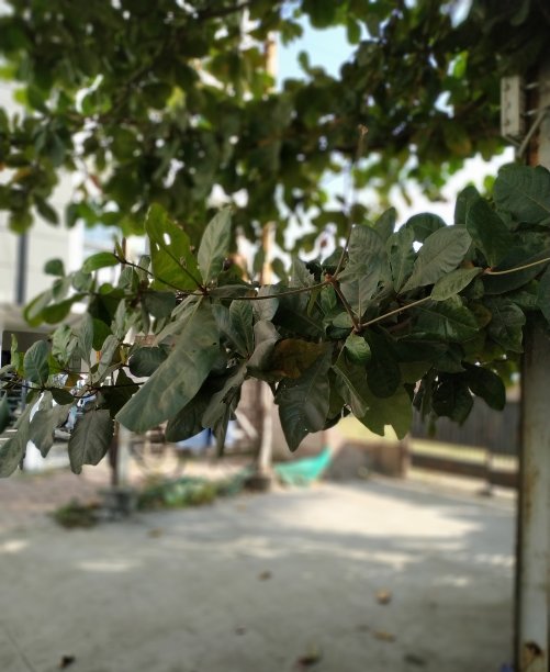 一片叶子图片下载