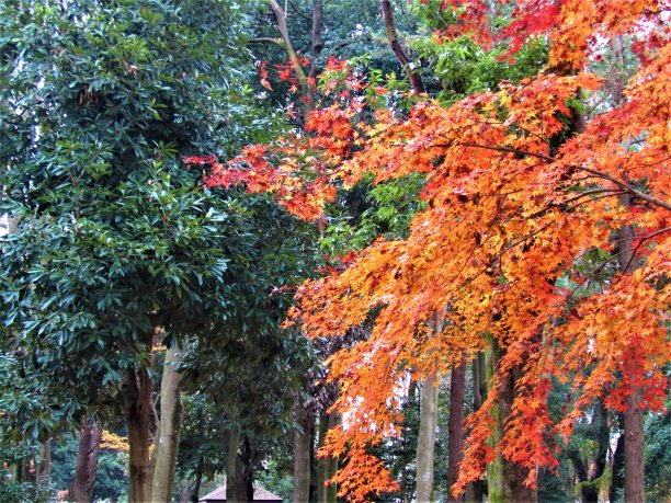 12月东京地区金秋的最后一周。图片下载