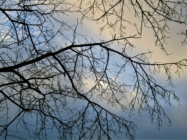 日本。12月。日出。秋天的背景。透过树枝看着清晨的天空。图片下载