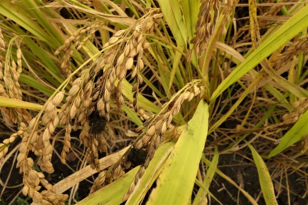 水稻籽粒假黑穗病。图片下载