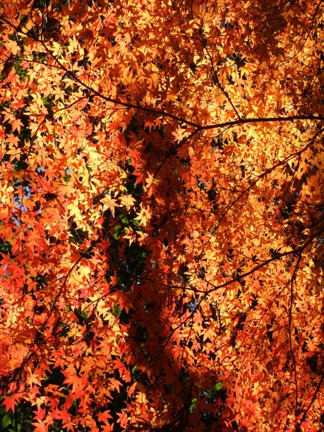 日本枫树图片下载