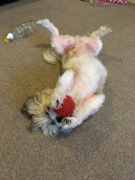 我其实是一只猫图片下载