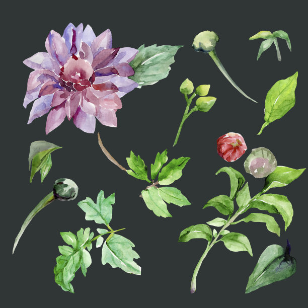 大丽花分支图片下载