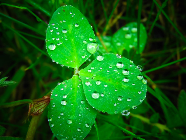 微距拍摄的晨露在三叶草上图片下载