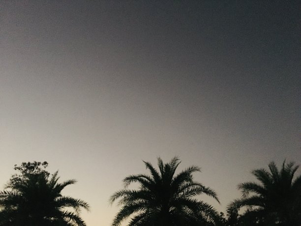 凤凰和夜空图片下载