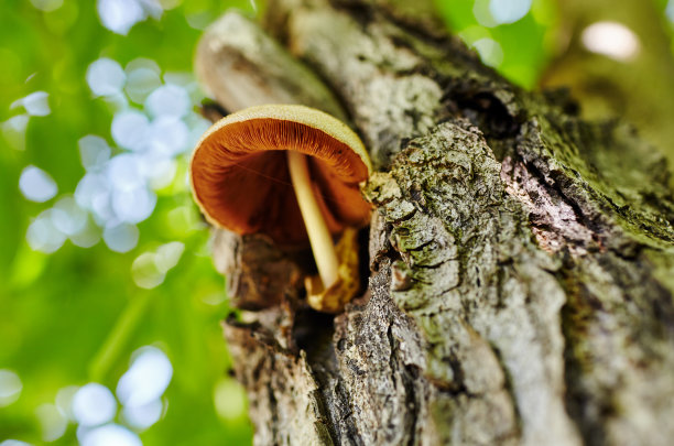 蘑菇森林。选择性聚焦，模糊背景图片下载
