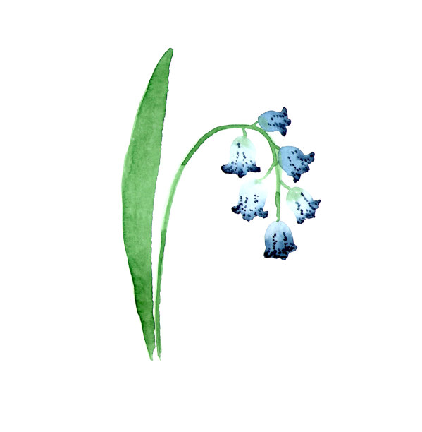 水彩花在白色的背景。幽静美丽的山谷蓝百合风格化。手绘插图图片下载