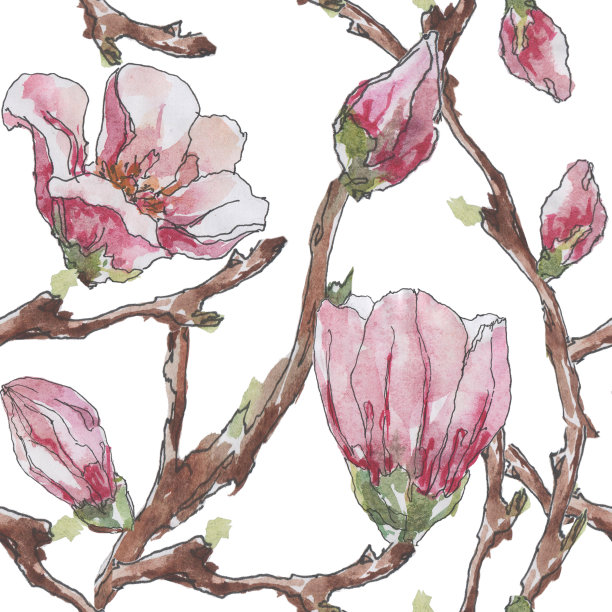无缝图案与树枝和木兰的形象在一个白色的背景。水彩。图片下载