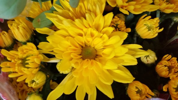 黄色的花图片下载