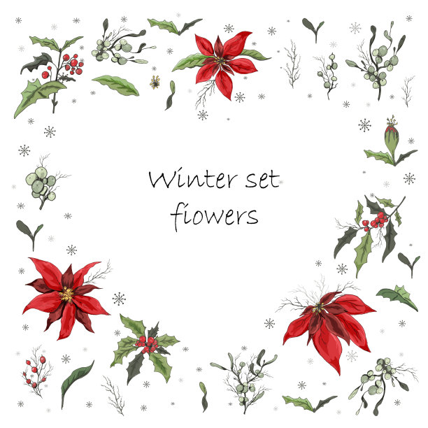 手绘一套心形。现实的,植物涂鸦。现代花卉(一品红，白色槲寄生，冬青)，冬季花卉装饰元素。图片下载
