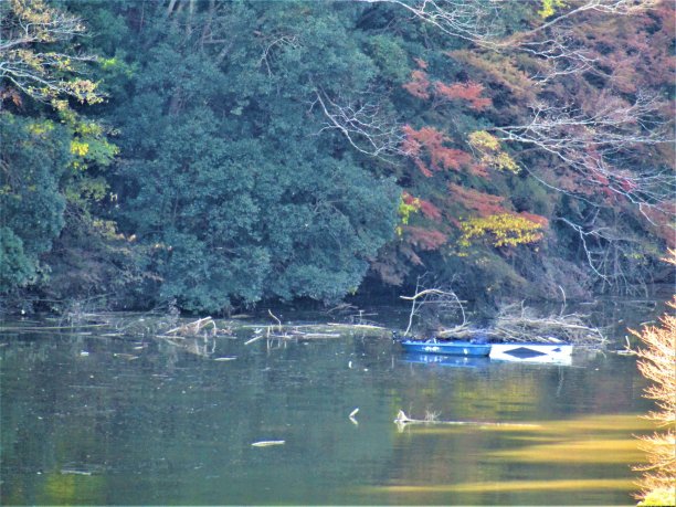 秋天在日本。千叶县博索半岛龟山湖。图片下载