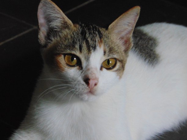 我美丽的猫图片下载