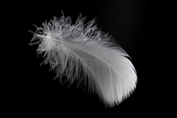 柔软的单根白色羽毛孤立在黑色背景上图片下载