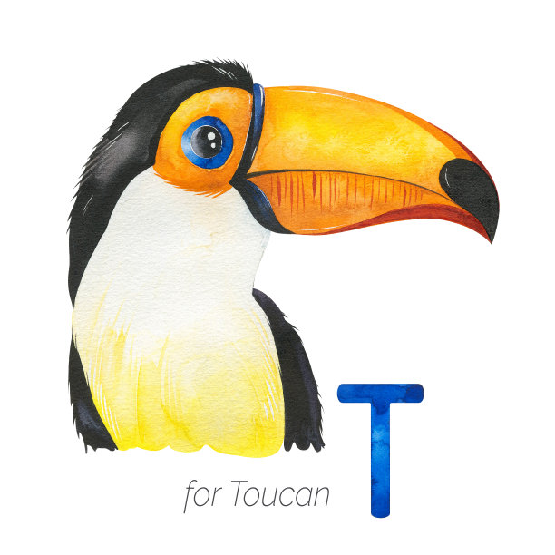 可爱的巨嘴鸟为T字母。图片下载