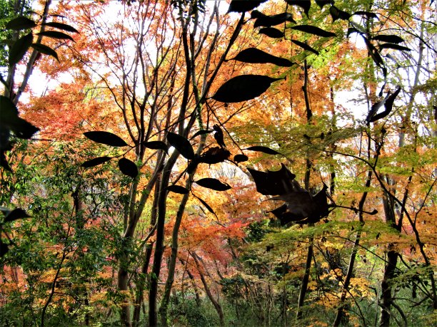12月日本森林金秋的最后一周。图片下载
