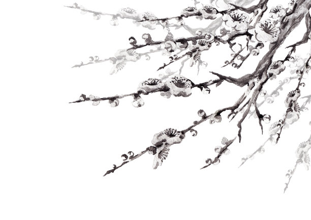 梅花插图图片下载