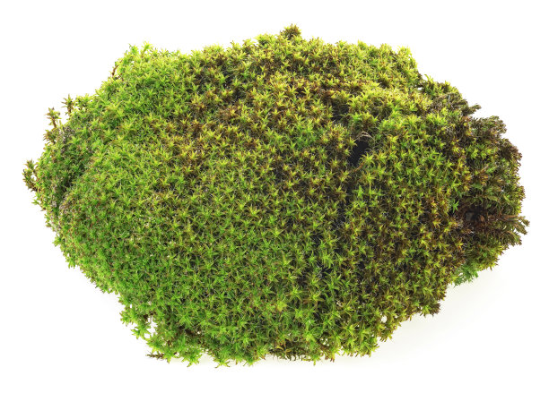 白色背景上的一片森林青苔，俯视图。图片下载