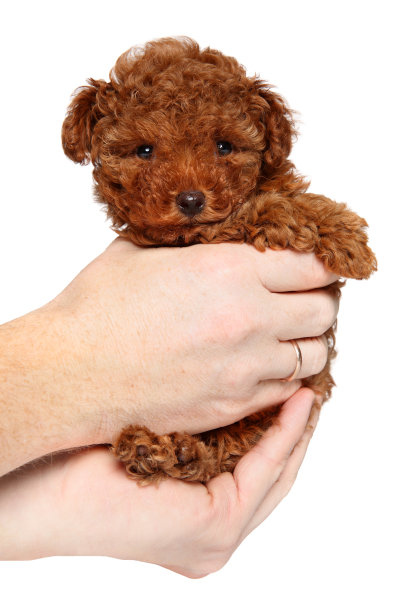 手中拿着玩具狮子狗小狗图片下载